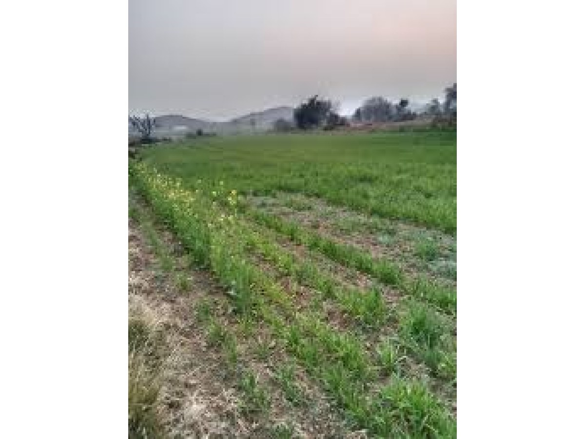 Agriculture Land