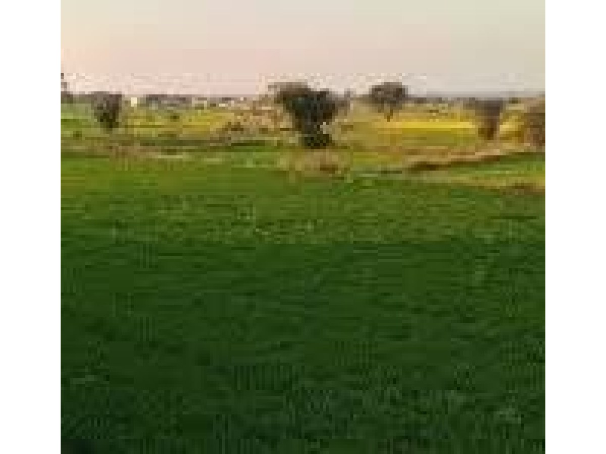 Agricultural Land